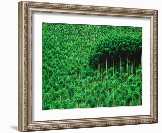 Trees, Takako, Kyoto, Japan-Panoramic Images-Framed Photographic Print