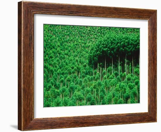 Trees, Takako, Kyoto, Japan-Panoramic Images-Framed Photographic Print