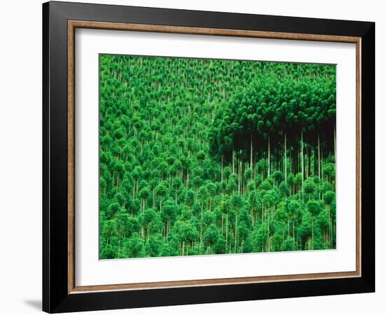 Trees, Takako, Kyoto, Japan-Panoramic Images-Framed Photographic Print