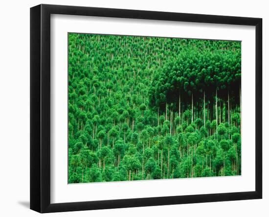 Trees, Takako, Kyoto, Japan-Panoramic Images-Framed Photographic Print