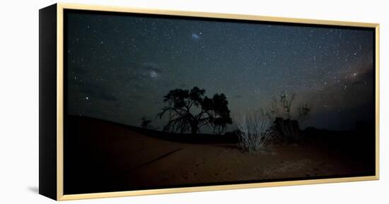 Trees under a Starry Sky at Night Namib-Naukluft National Park-Alex Saberi-Framed Premier Image Canvas