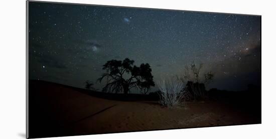 Trees under a Starry Sky at Night Namib-Naukluft National Park-Alex Saberi-Mounted Photographic Print