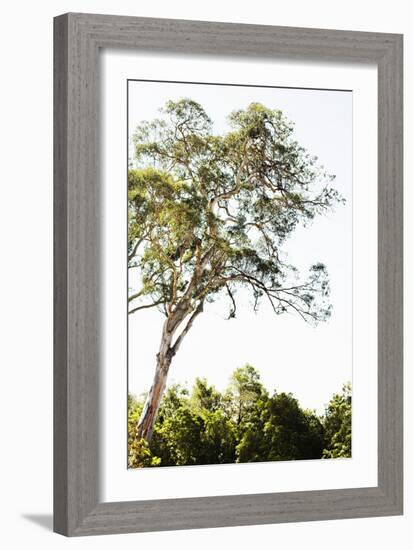 Trees V-Karyn Millet-Framed Photographic Print