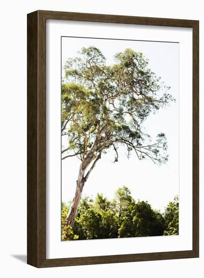 Trees V-Karyn Millet-Framed Photographic Print