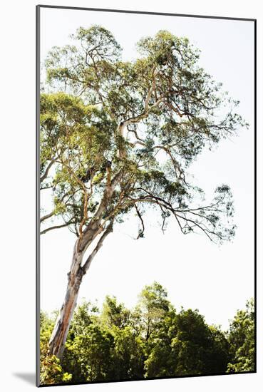 Trees V-Karyn Millet-Mounted Photographic Print