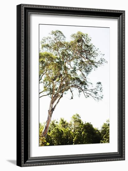 Trees V-Karyn Millet-Framed Photographic Print