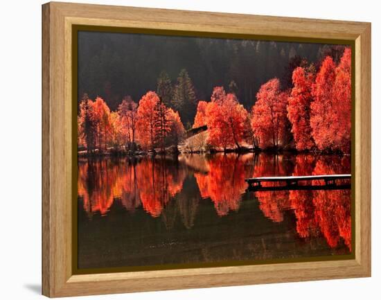 Trees Vs Trees-Philippe Sainte-Laudy-Framed Premier Image Canvas