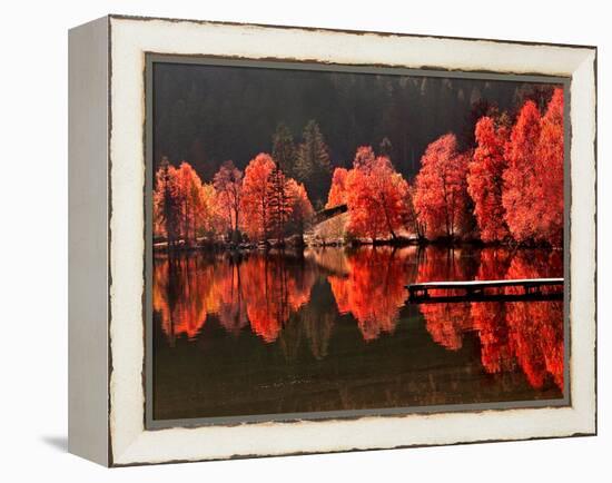 Trees Vs Trees-Philippe Sainte-Laudy-Framed Premier Image Canvas