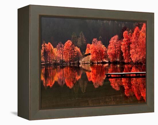 Trees Vs Trees-Philippe Sainte-Laudy-Framed Premier Image Canvas