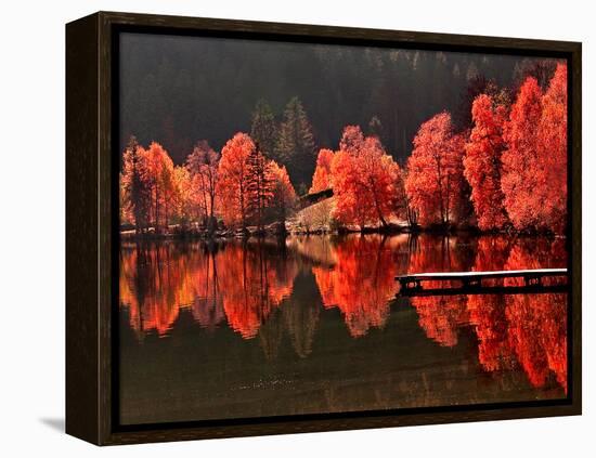 Trees Vs Trees-Philippe Sainte-Laudy-Framed Premier Image Canvas