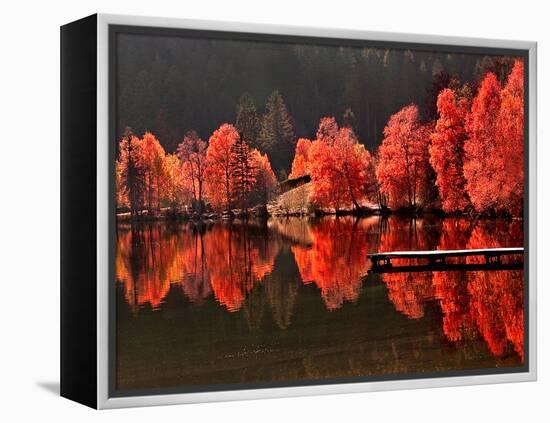 Trees Vs Trees-Philippe Sainte-Laudy-Framed Premier Image Canvas