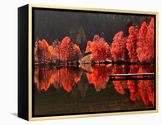 Trees Vs Trees-Philippe Sainte-Laudy-Framed Premier Image Canvas