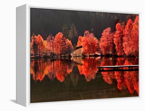 Trees Vs Trees-Philippe Sainte-Laudy-Framed Premier Image Canvas