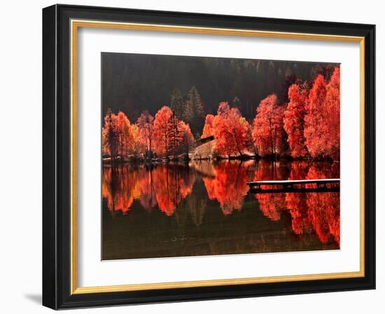 Trees Vs Trees-Philippe Sainte-Laudy-Framed Premium Photographic Print