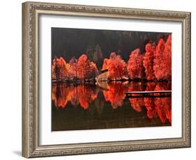 Trees Vs Trees-Philippe Sainte-Laudy-Framed Photographic Print