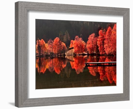 Trees Vs Trees-Philippe Sainte-Laudy-Framed Photographic Print