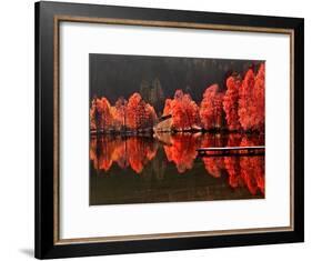 Trees Vs Trees-Philippe Sainte-Laudy-Framed Photographic Print