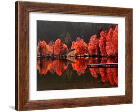 Trees Vs Trees-Philippe Sainte-Laudy-Framed Photographic Print