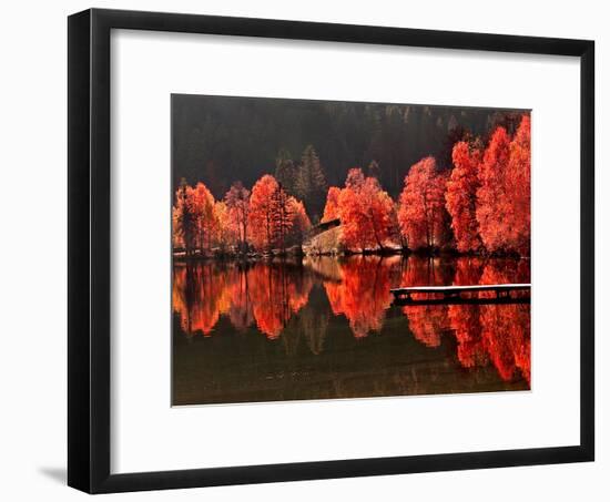 Trees Vs Trees-Philippe Sainte-Laudy-Framed Photographic Print