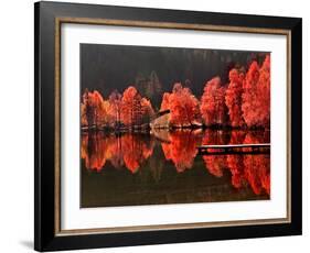 Trees Vs Trees-Philippe Sainte-Laudy-Framed Photographic Print