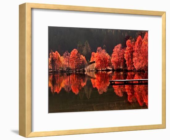 Trees Vs Trees-Philippe Sainte-Laudy-Framed Photographic Print