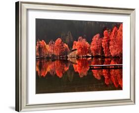 Trees Vs Trees-Philippe Sainte-Laudy-Framed Photographic Print