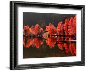 Trees Vs Trees-Philippe Sainte-Laudy-Framed Photographic Print