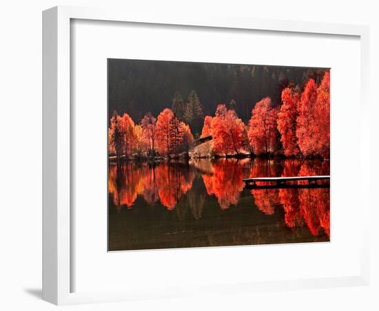 Trees Vs Trees-Philippe Sainte-Laudy-Framed Photographic Print