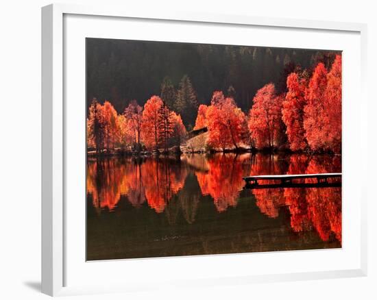 Trees Vs Trees-Philippe Sainte-Laudy-Framed Photographic Print