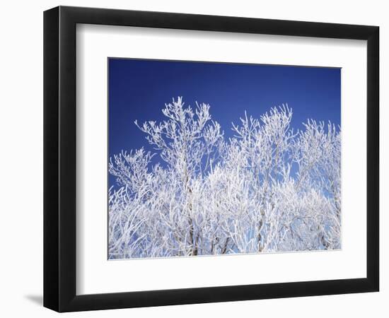 Trees white with frost, blue background, Hokkaido prefecture, Japan-null-Framed Photographic Print