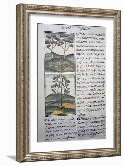 Trees, Wild Cypresses and Firs, Page from Florentine Codex-null-Framed Giclee Print