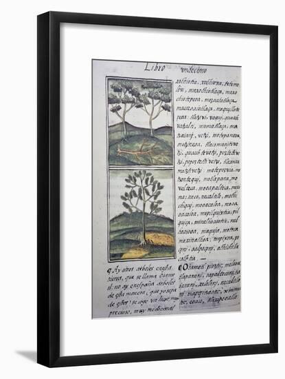 Trees, Wild Cypresses and Firs, Page from Florentine Codex-null-Framed Giclee Print