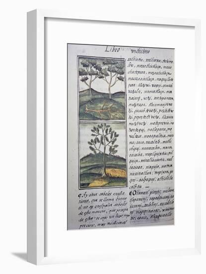 Trees, Wild Cypresses and Firs, Page from Florentine Codex-null-Framed Giclee Print