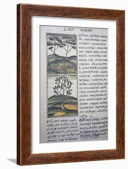 Trees, Wild Cypresses and Firs, Page from Florentine Codex-null-Framed Giclee Print