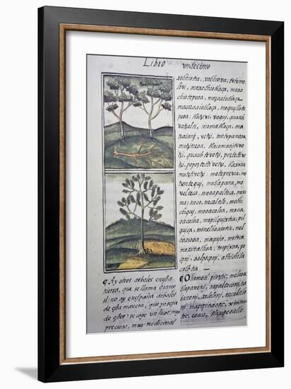 Trees, Wild Cypresses and Firs, Page from Florentine Codex-null-Framed Giclee Print