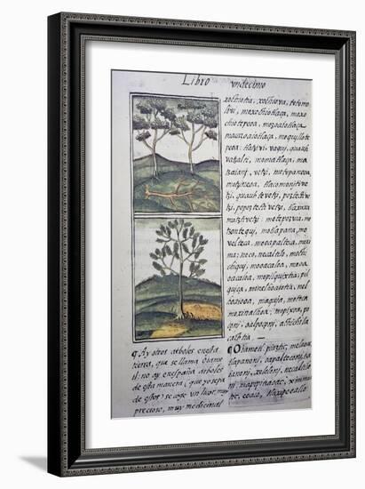 Trees, Wild Cypresses and Firs, Page from Florentine Codex-null-Framed Giclee Print