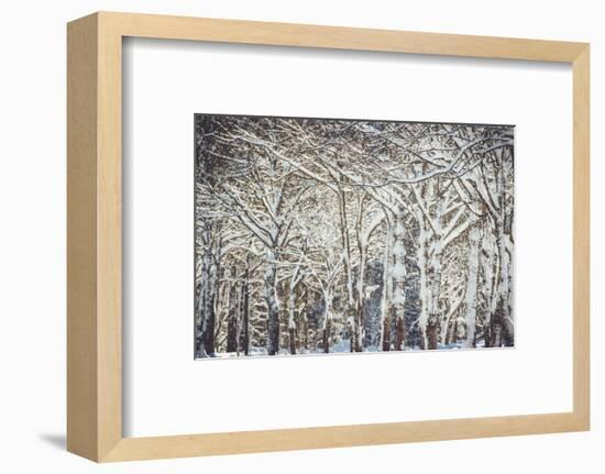 Trees, winter-Jule Leibnitz-Framed Photographic Print