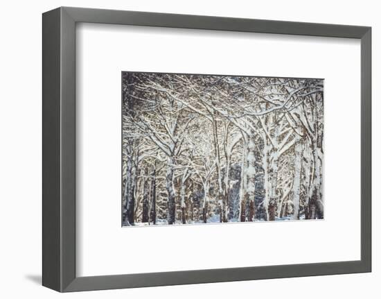 Trees, winter-Jule Leibnitz-Framed Photographic Print