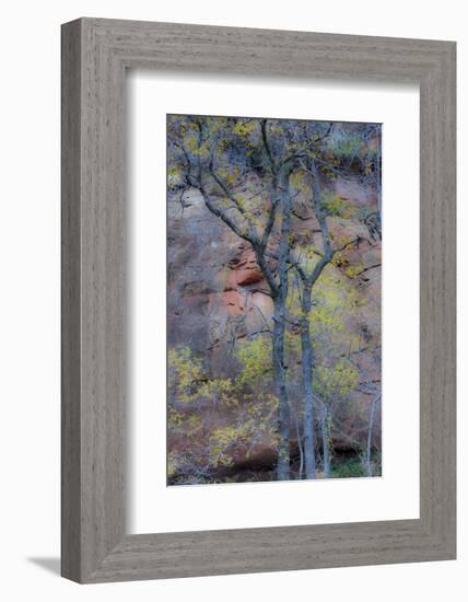 Trees with autumn leaves along Oak Creek, Arizona-Darrell Gulin-Framed Photographic Print