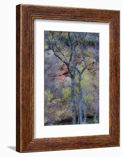 Trees with autumn leaves along Oak Creek, Arizona-Darrell Gulin-Framed Photographic Print