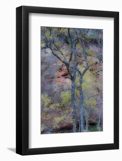 Trees with autumn leaves along Oak Creek, Arizona-Darrell Gulin-Framed Photographic Print