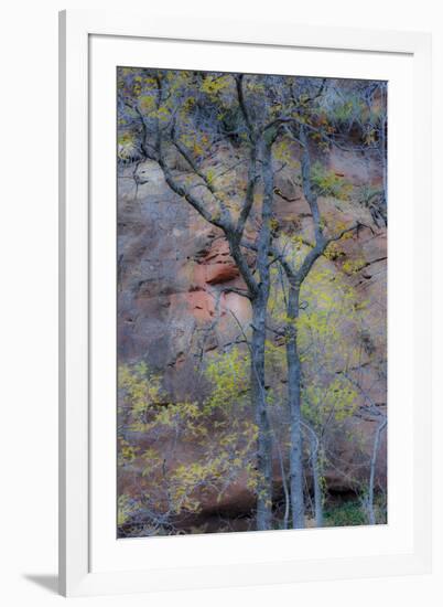 Trees with autumn leaves along Oak Creek, Arizona-Darrell Gulin-Framed Photographic Print