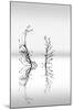 Trees With Birds (2)-George Digalakis-Mounted Giclee Print