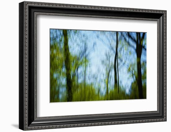 Trees with foliage, blurred, against the sky-Axel Killian-Framed Photographic Print