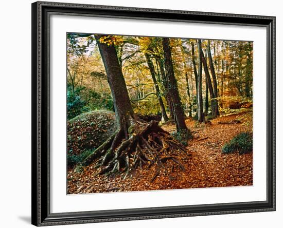 Trees with Granite Rock at Huelgoat Forest in Autumn, Finistere, Brittany, France-null-Framed Photographic Print