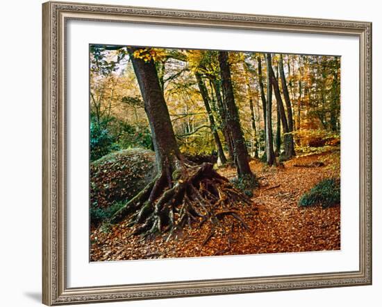 Trees with Granite Rock at Huelgoat Forest in Autumn, Finistere, Brittany, France-null-Framed Photographic Print