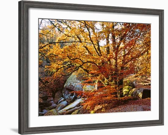 Trees with Granite Rock at Huelgoat Forest in Autumn, Finistere, Brittany, France-null-Framed Photographic Print