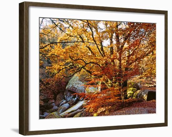 Trees with Granite Rock at Huelgoat Forest in Autumn, Finistere, Brittany, France-null-Framed Photographic Print