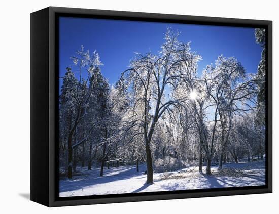 Trees with ice, Spokane County, Washington, USA-Charles Gurche-Framed Premier Image Canvas