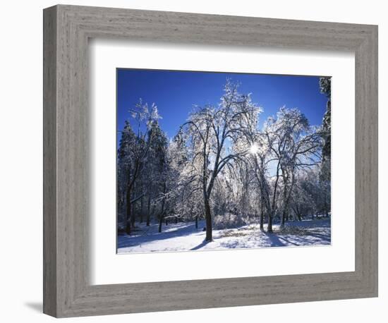 Trees with ice, Spokane County, Washington, USA-Charles Gurche-Framed Photographic Print